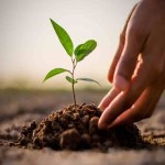 The Panchatattva Foundation and the Bharat Adhyayan Sansthan have launched a project with the title "Mission to Plant 10